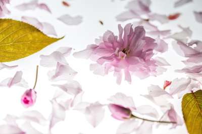 高清壁纸 花瓣 日本樱花 树叶 开花 粉色的 春天 盛开 花朵