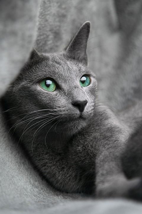 猫 俄语 蓝色的 看 眼睛 灰色的 宠物 动物 灰猫