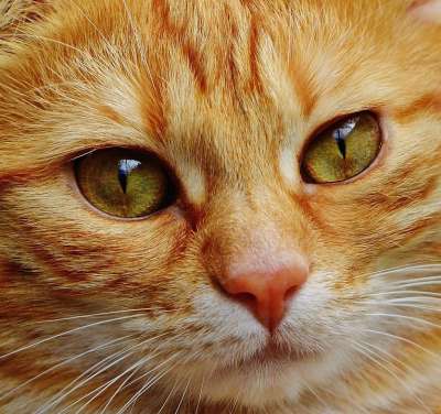 猫 脸 关闭 看法 眼睛 肖像 野生动物 动物 脸猫