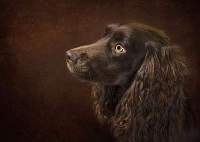 动物 男孩西班牙猎犬 狗 宠物 犬类 哺乳动物 品种 毛皮