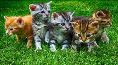 小猫 猫 宠物 可爱的 国内的 猫科动物 年轻 哺乳动物 基蒂
