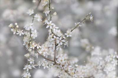 黑刺李 花枝 开花 李子 白色的 树 春天 樱花 花枝 花枝