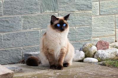 猫 暹罗 毛皮 小猫 品种猫 暹 猫眼 猫肖像
