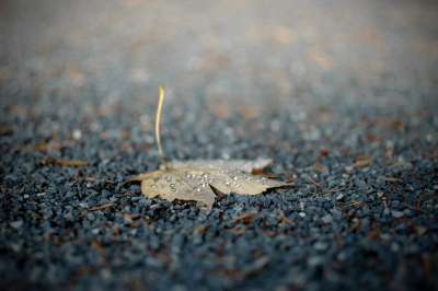 叶子 特写 季节 落下 雨 雨滴 秋天的心情 秋天的颜色 情绪