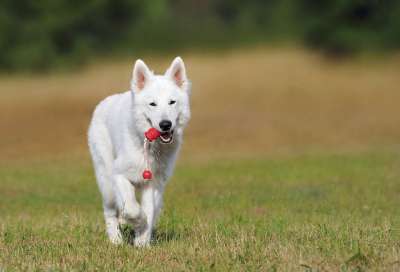 瑞士牧羊犬 狗 白色的 动物 玩 家畜
