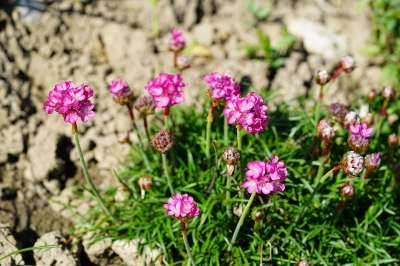 花 粉色的 海滩-艾草 开花 Armeria Maritima