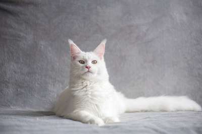 缅因库恩 猫 宠物 白色猫咪 纯种 动物 国内的猫 猫科动物