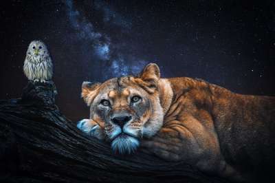 狮子 猫头鹰 夜晚 监护人 世界上的动物 幻想