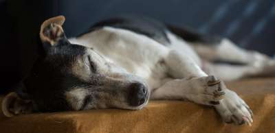 杰克罗素 狗 老的 梗犬 家畜 动物 种族 小狗 纯种狗 脸