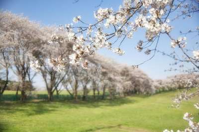 樱花 花朵 白色的花瓣 花瓣 盛开 开花 植物群 春天的花朵
