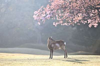 鹿 樱花 多雾路段 树木 森林 樱花 樱花 樱花 樱花 樱花