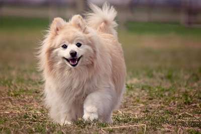 狗 博美犬 可爱的 动物 犬类 毛茸茸的 跑步 金发女郎 黄色