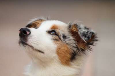 狗 小狗 澳大利亚牧羊犬 小的 可爱的 动物肖像 肖像 头 看法