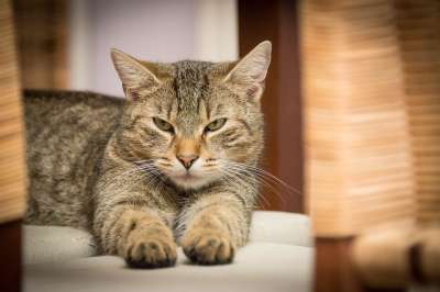 猫 宠物 虎斑猫 脸 胡须 动物 国内的猫 猫科动物 哺乳动物