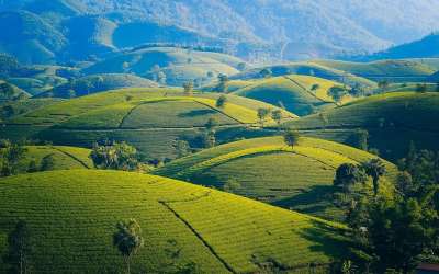 山 茶 树叶 爬坡道 花园 新鲜的 背景 越南 茶 茶 茶