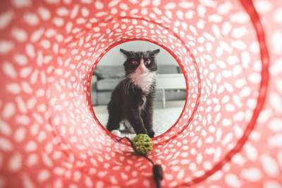 猫 播放 玩耍 玩具 隧道 可爱的 国内的 动物 宠物