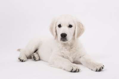 狗 金毛猎犬 小狗 纯种狗 可爱的 家畜 动物 年轻 小的