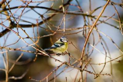 鸟 蓝雀 分行 树 坐 Cyanistes Caeruleus 冬天