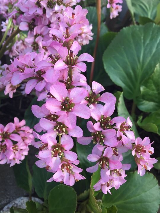 白菜 花草 粉色 粉红色的花 Saxifraga 春天