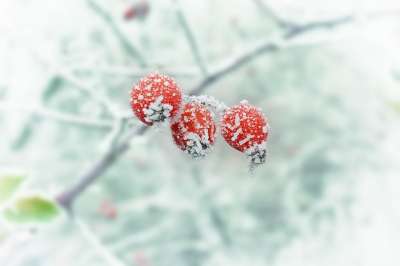 冬天 霜 雪 霜 霜 霜 霜 霜