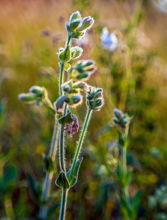 野花 花草地上 花 绿色 性质 野草 花园 开花 植物 盛开