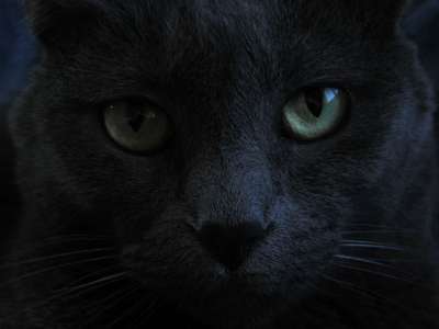 猫 黑猫 绿眼睛 国内的 宠物 猫科动物 黑色的 基蒂 眼睛