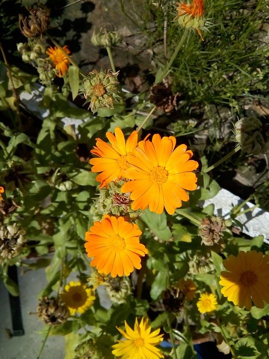 美丽的花 美丽的花朵 花床 盛开的花朵 花植物 鸟类的天堂花