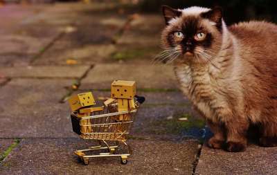 丹波 人物 购物冒险 购物 猫 好奇的 英国短毛猫 一起