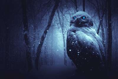 猫头鹰 雪 森林 黑暗的 背景 神秘