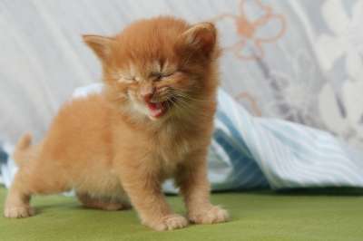 猫 小猫 笑 喵呜声 家畜 年轻的猫 猫宝宝 红猫 家猫 宿醉