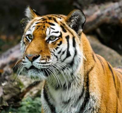 动物 老虎 大猫 Amurtiger 猫 捕食者 危险的