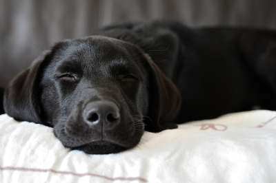 拉布拉多犬 狗 宠物 动物 睡眠 国内的 犬类 哺乳动物 可爱的