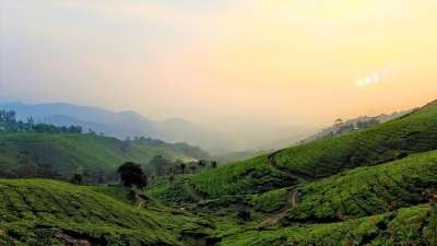 茶叶种植园 花草茶 种植园 茶 叶子 原野 景观 山 风景秀丽的