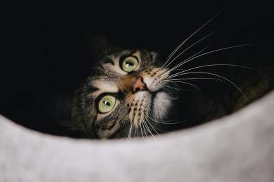 猫 虎斑猫 宠物 脸 胡须 猫科动物 国内的猫 动物 哺乳动物