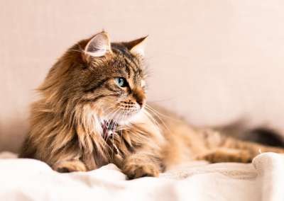 猫 猫科动物 宠物 动物 可爱的 猫 猫 猫 猫 猫