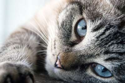 猫 可爱的 动物 哺乳动物 毛皮 小猫 家畜 眼睛 嗔 关闭