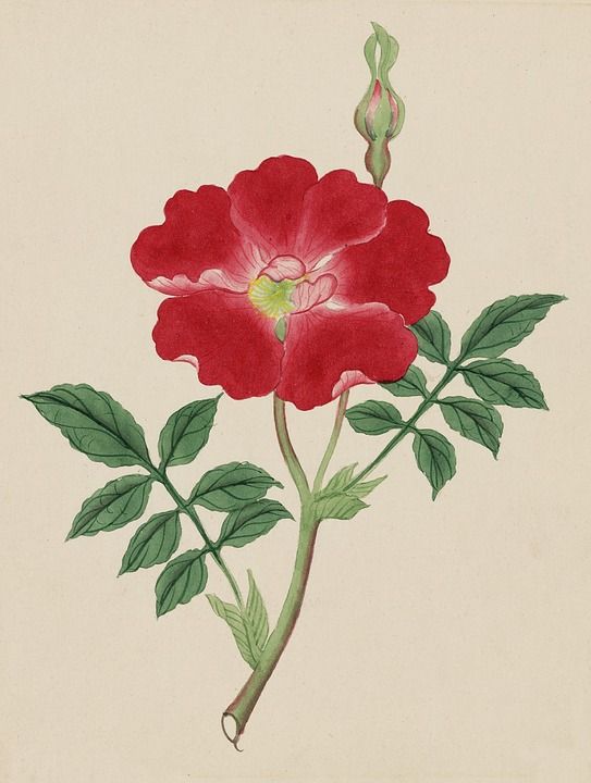 优质的 日本人 水彩 绘画 老式的 古董 自然 植物学 植物
