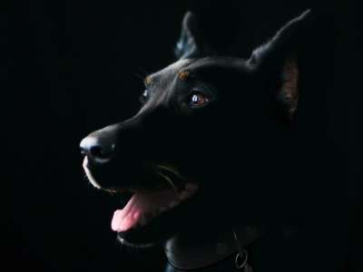 狗 宠物 动物 黑狗 哺乳动物 犬类 可爱的狗 动物肖像