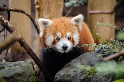 小熊猫 哺乳动物 动物 野生动物 肖像 可爱的 动物世界