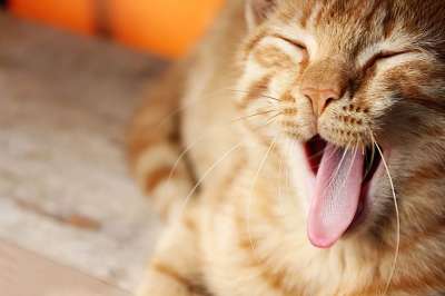 猫 动物 猫科动物 肖像 基蒂 宠物 国内的 品种 哺乳动物