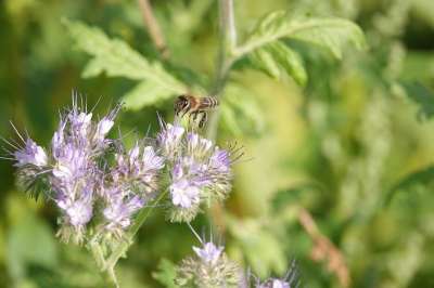 蜜蜂 Phacelia 花卉 Bug 开花 夏天 收集 花粉