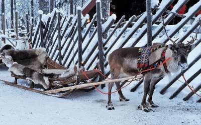 拉普兰 驯鹿 雪 教区 Dec 冰冷的 动物 幻灯片 旅游景点
