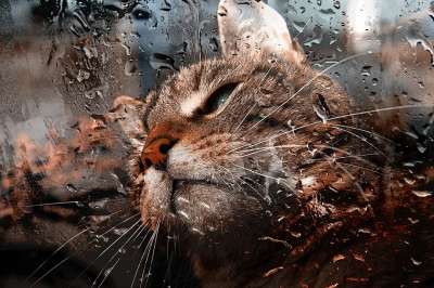 猫 宿醉 窗口窗格 看法 雨 雨滴 肖像 动物 家猫 猫眼