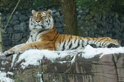 老虎 Amurtiger 大猫 食肉动物 冬天 雪 动物