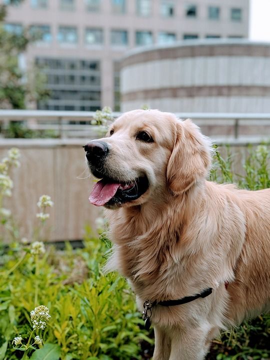 金毛猎犬 狗 宠物 犬类 动物 毛皮 鼻子 哺乳动物 狗肖像