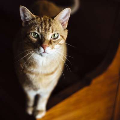猫 宠物 猫科动物 动物 毛皮 基蒂 国内的 国内的猫 猫画像
