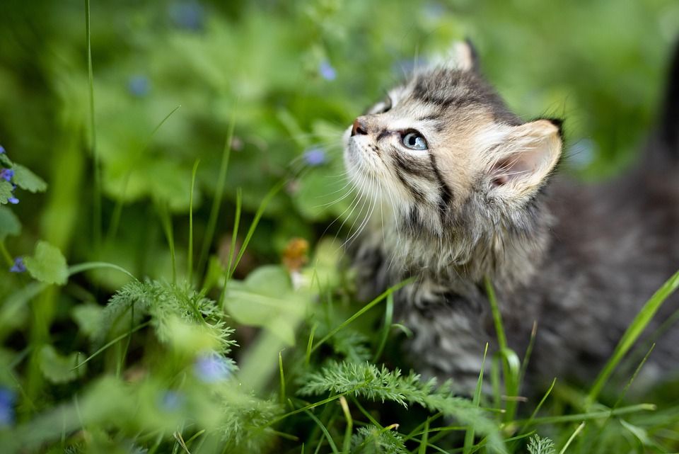 动物, 小猫, 猫, 宠物, 自然, 基蒂, 户外, 花园, 草, 猫科动物