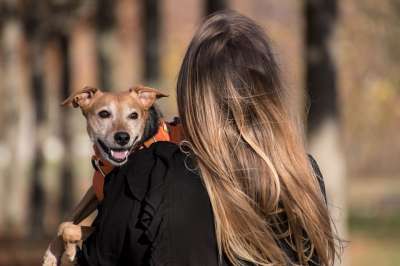 狗 宠物 宠物主人 动物 所有者 家犬 犬类 马具 狗束