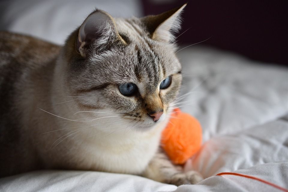 猫, 宠物, 猫科动物, 动物, 毛皮, 基蒂, 国内的, 国内的猫, 猫画像
