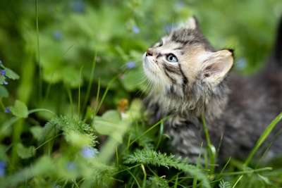 动物 小猫 猫 宠物 自然 基蒂 户外 花园 草 猫科动物